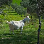 Βίλα Paulina